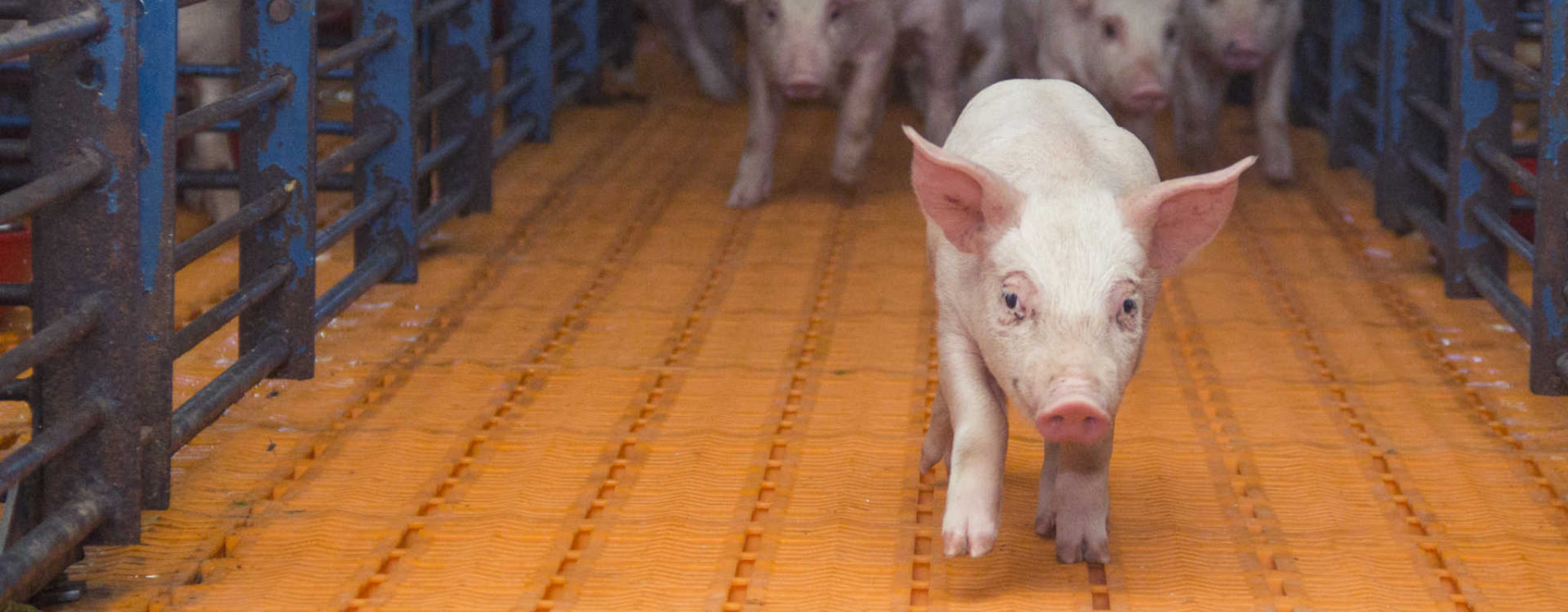 Baby Animals Take Center Stage at Animal Learning Center