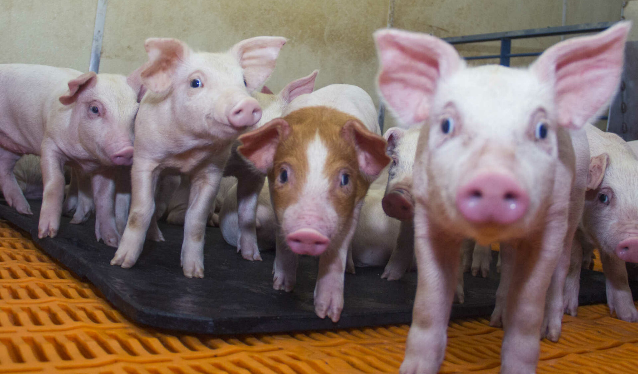 Pork Board scouts for challenges, opportunities for pork producers