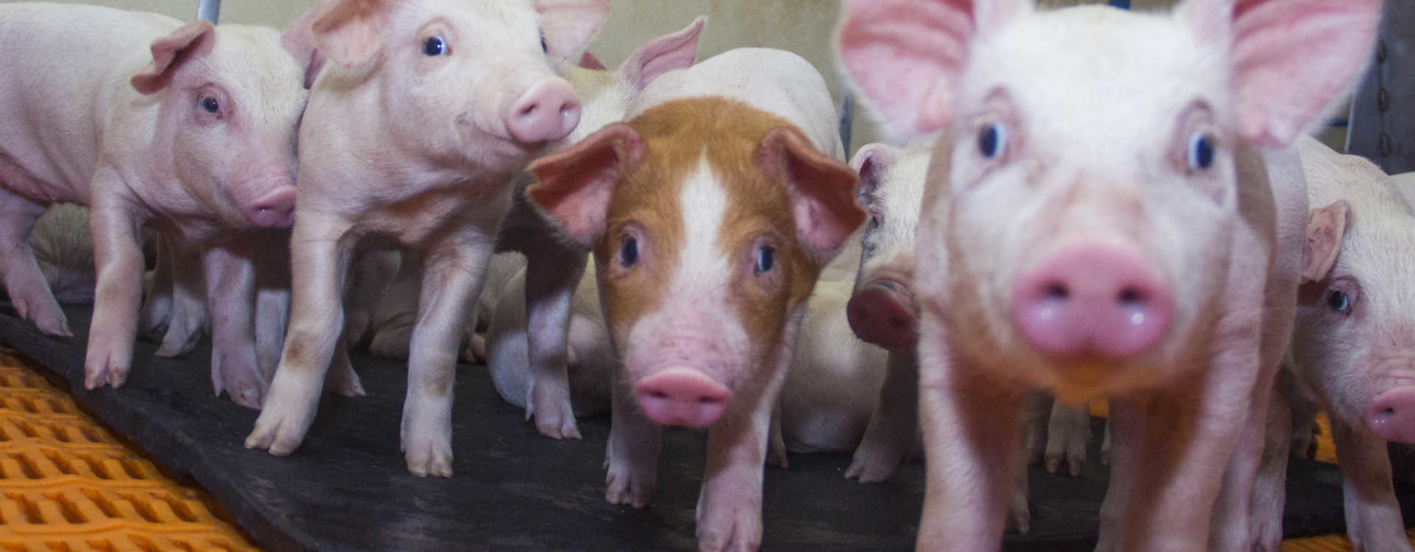 Pork Board scouts for challenges, opportunities for pork producers