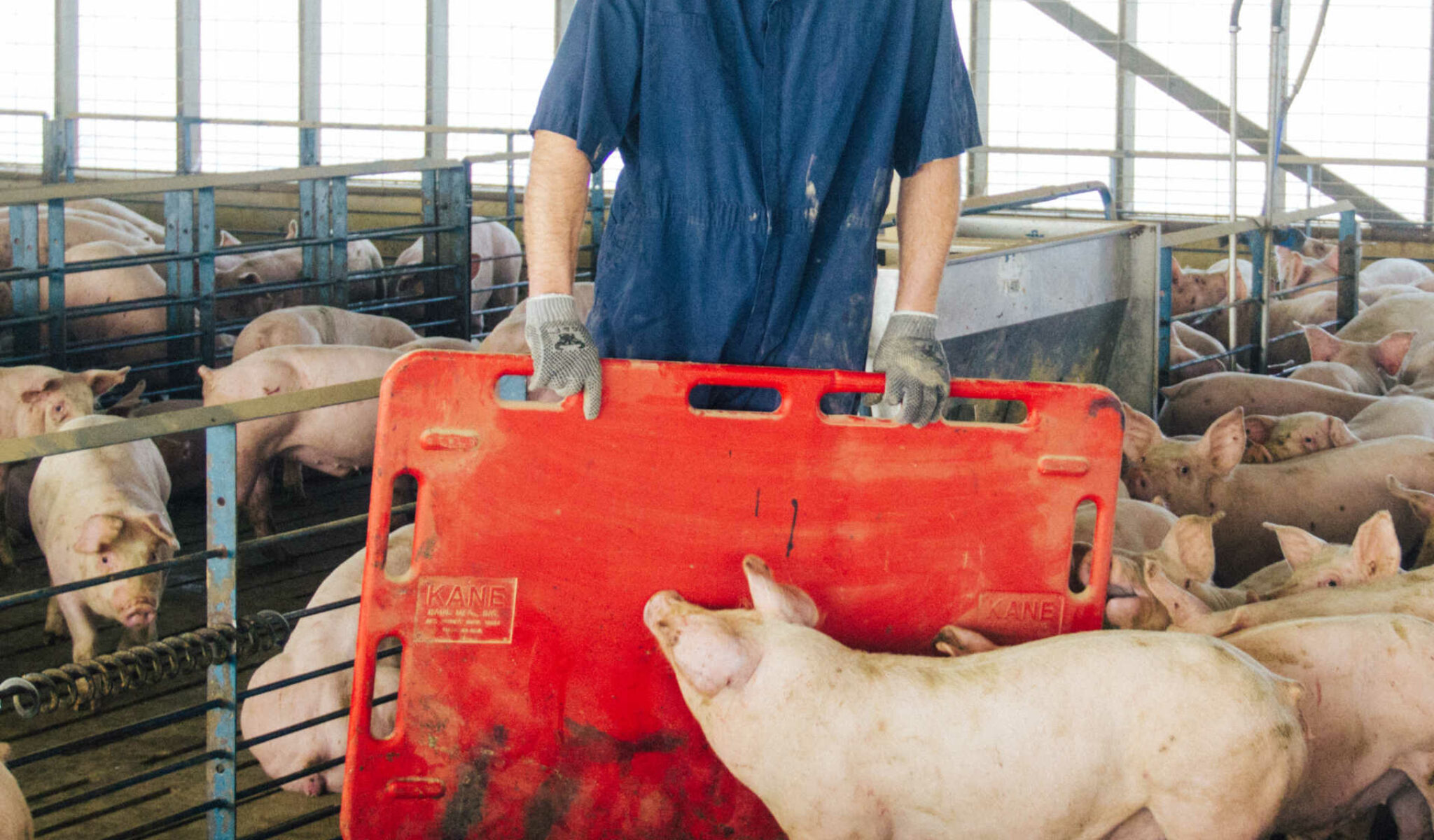 Low-stress livestock handling makes safety and economic sense