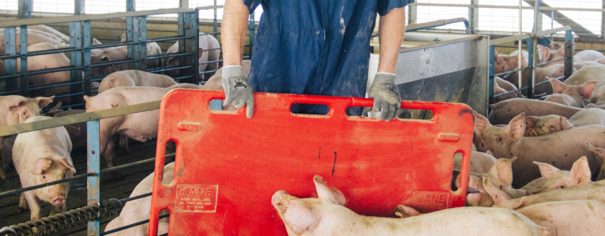 Low-stress livestock handling makes safety and economic sense